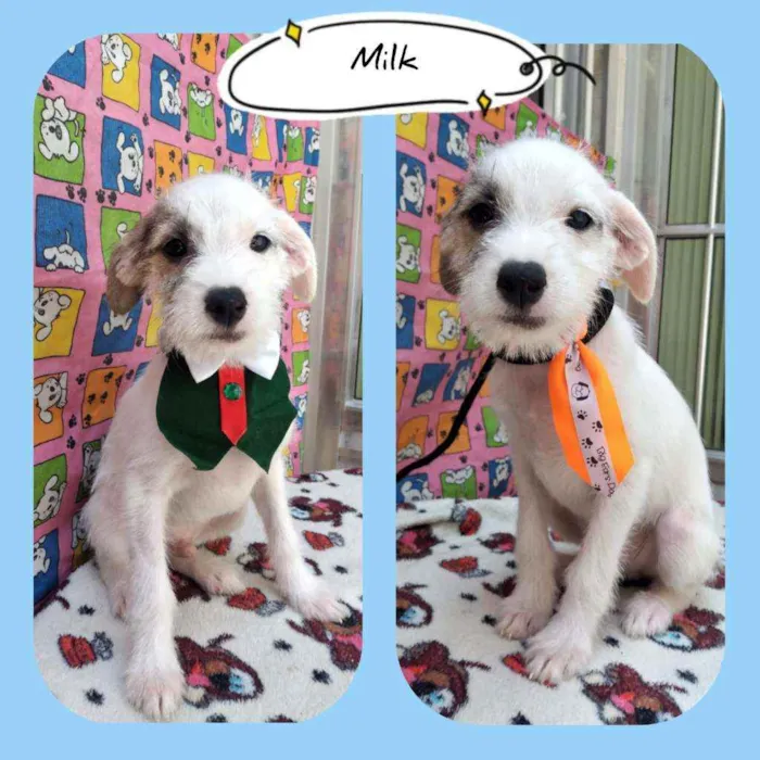 Cachorro raça SRD  idade 2 a 6 meses nome Milk