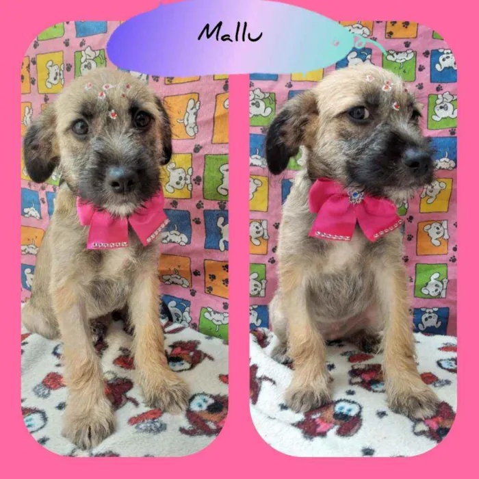 Cachorro raça SRD  idade 2 a 6 meses nome Mallu 