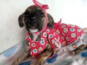 Cachorro raça Srd idade 2 a 6 meses nome Perola