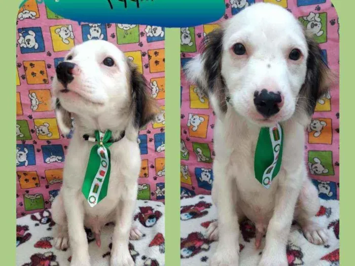 Cachorro raça SRD  idade 2 a 6 meses nome Happy