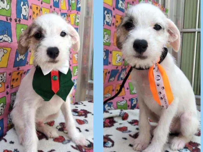 Cachorro raça SRD  idade 2 a 6 meses nome Milk