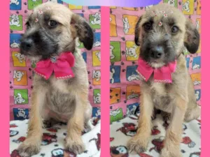 Cachorro raça SRD  idade 2 a 6 meses nome Mallu 