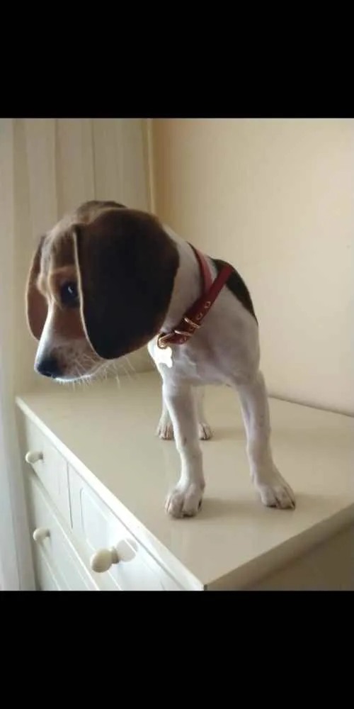 Cachorro ra a Beagle idade 7 a 11 meses nome Lolla
