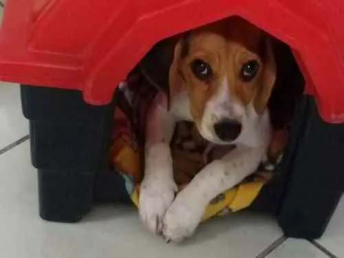 Cachorro ra a Beagle idade 7 a 11 meses nome Lolla