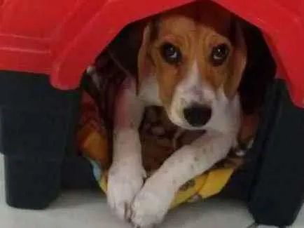 Cachorro ra a Beagle idade 7 a 11 meses nome Lolla