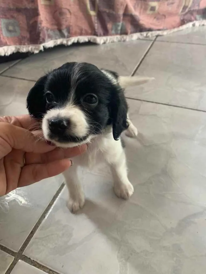 Cachorro ra a Mestiço  idade Abaixo de 2 meses nome Sem nome