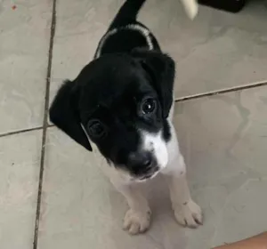 Cachorro raça Mestiço  idade Abaixo de 2 meses nome Sem nome