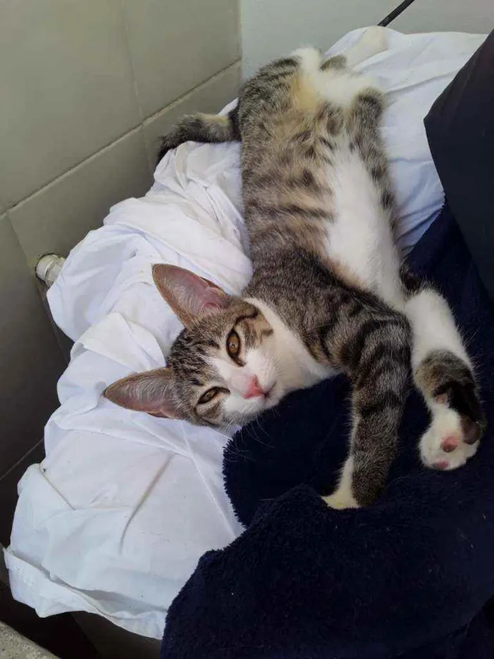 Gato ra a SRD idade 2 a 6 meses nome Taiga