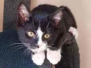 Gato raça SRD idade 2 a 6 meses nome Galileu