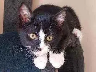 Gato raça SRD idade 2 a 6 meses nome Galileu