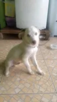 Cachorro raça Srd idade 2 a 6 meses nome Bolt