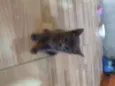 Mia