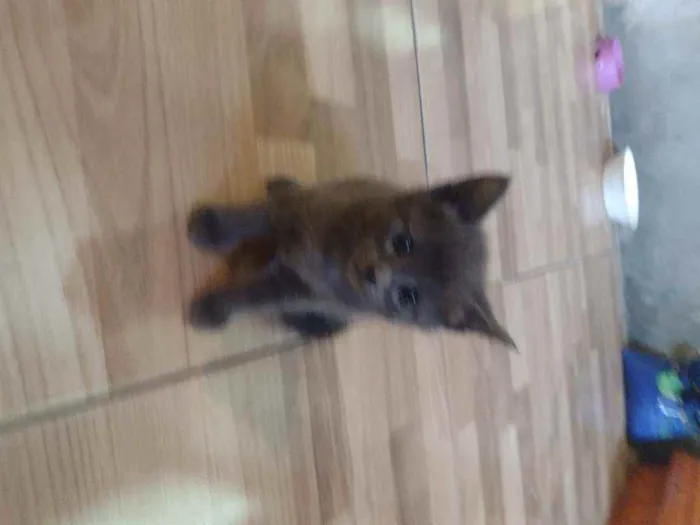 Gato ra a  idade Abaixo de 2 meses nome Mia