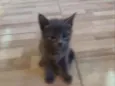 Mia