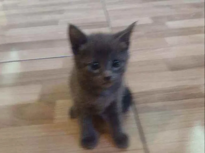 Gato ra a  idade Abaixo de 2 meses nome Mia