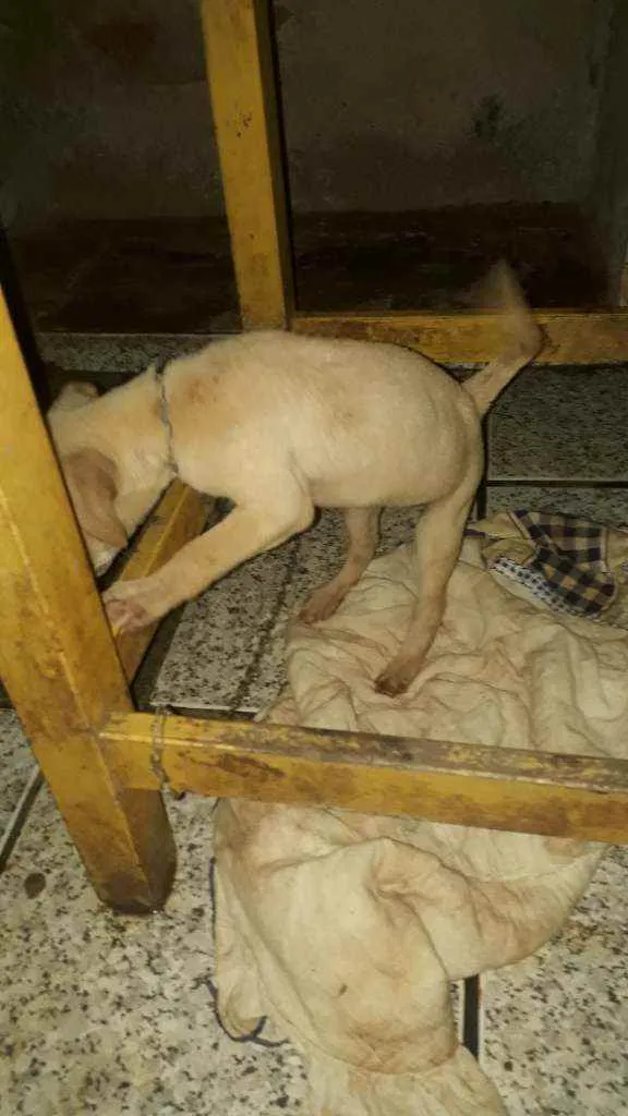 Cachorro ra a Vira lata idade 2 a 6 meses nome Nina