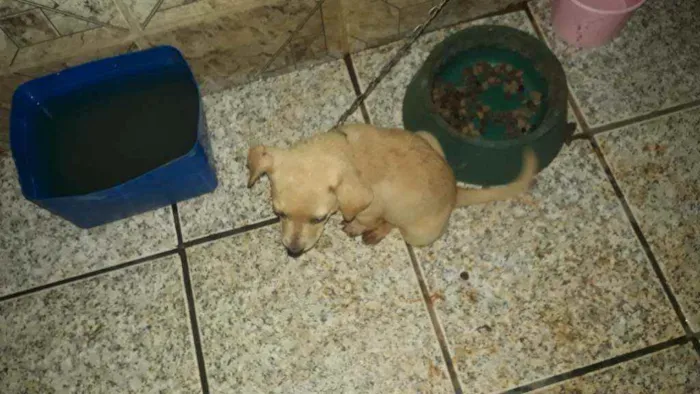 Cachorro ra a Vira lata idade 2 a 6 meses nome Nina