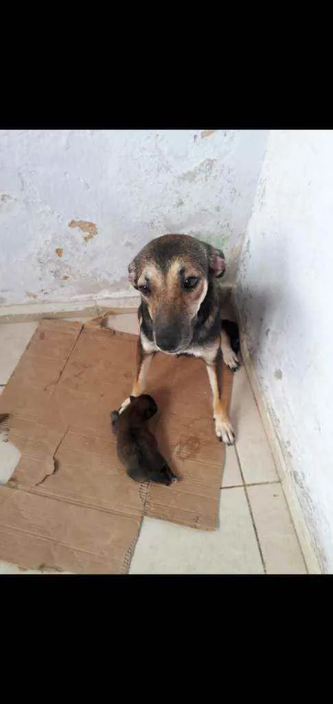 Cachorro ra a Vira-lata idade 1 ano nome Rodolfa