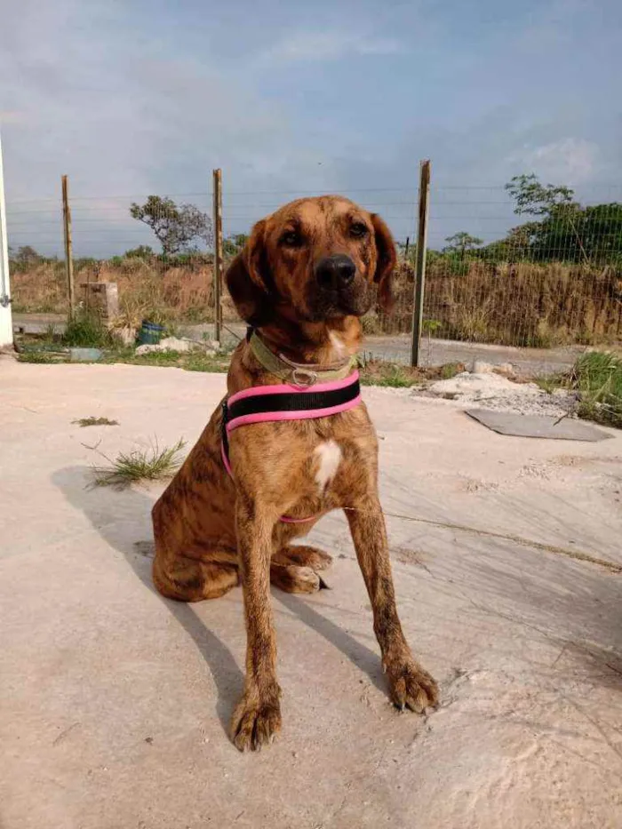 Cachorro ra a Sem raça idade 2 anos nome Birosca