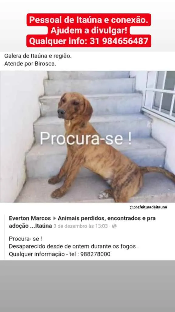 Cachorro ra a Sem raça idade 2 anos nome Birosca