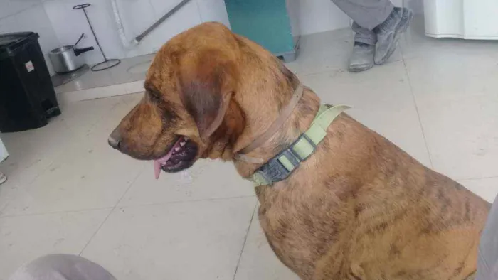 Cachorro ra a Sem raça idade 2 anos nome Birosca