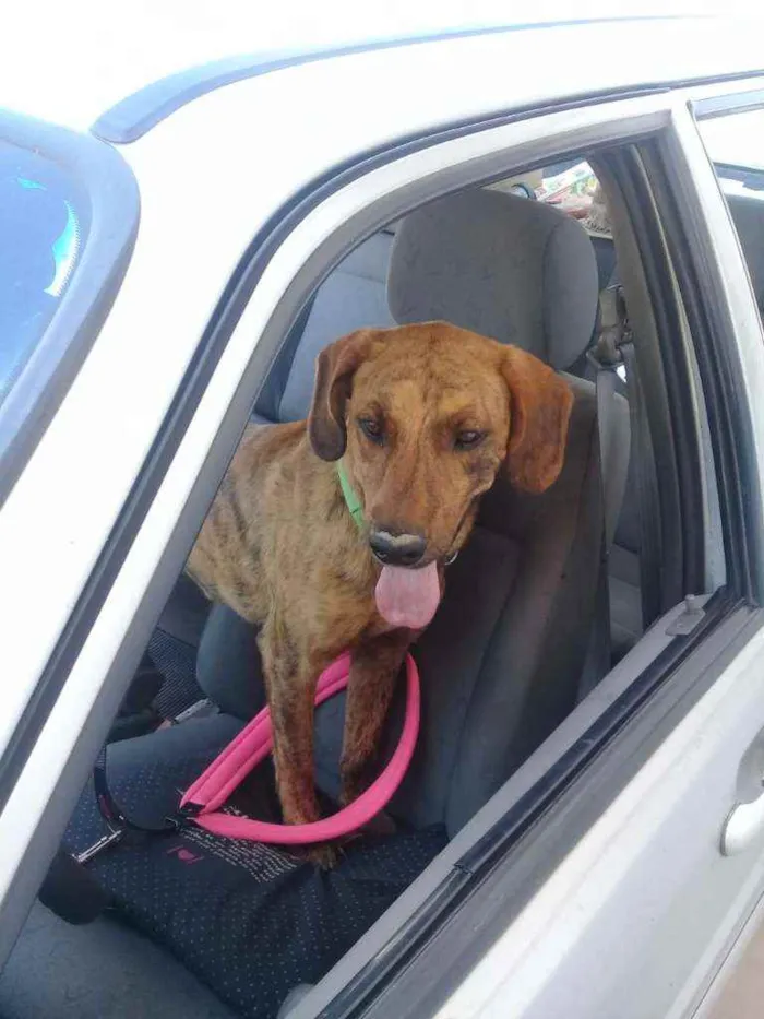 Cachorro ra a Sem raça idade 2 anos nome Birosca