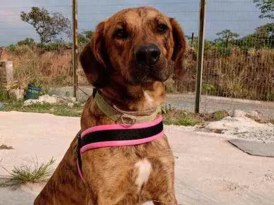 Cachorro ra a Sem raça idade 2 anos nome Birosca