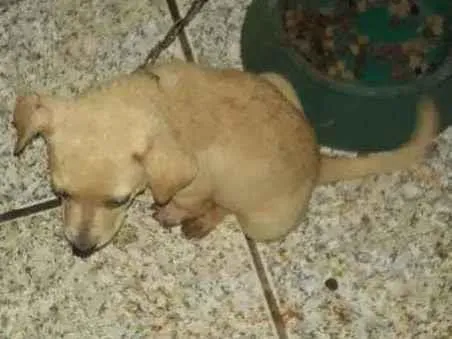 Cachorro ra a Vira lata idade 2 a 6 meses nome Nina