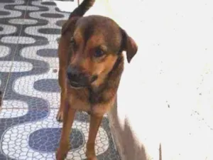 Cachorro raça Vira-lata idade 3 anos nome Rodolfo 