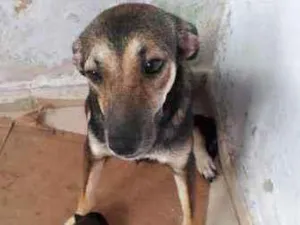 Cachorro raça Vira-lata idade 1 ano nome Rodolfa