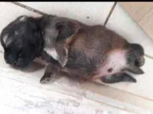 Cachorro raça Vira-lata idade Abaixo de 2 meses nome Filhote sem nome 