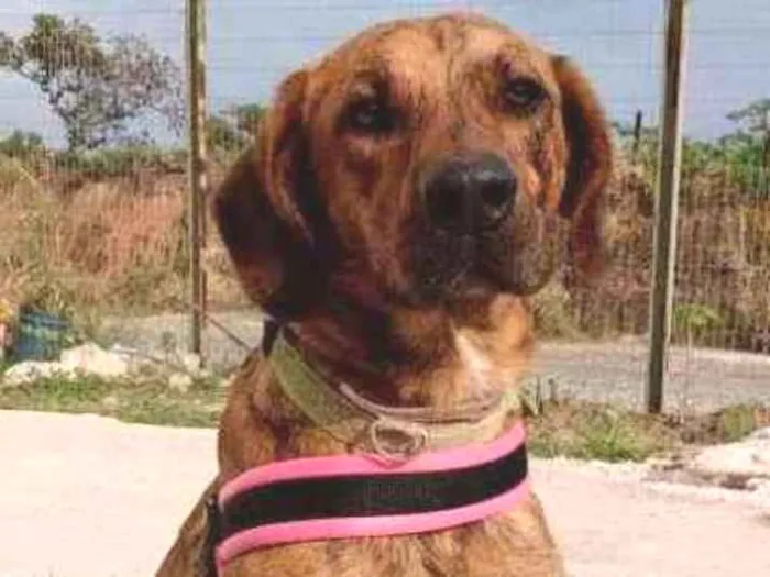 Cachorro ra a Sem raça idade 2 anos nome Birosca