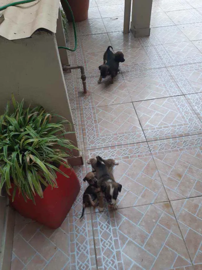 Cachorro raça Viralata idade Abaixo de 2 meses nome Sem nome