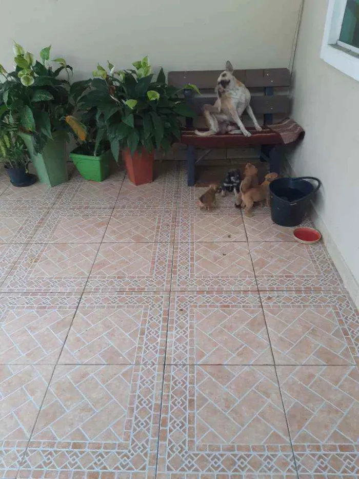 Cachorro raça Viralata idade Abaixo de 2 meses nome Sem nome