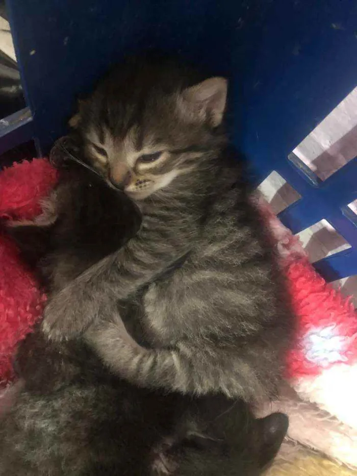 Gato raça SRD idade 2 a 6 meses nome João