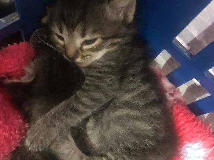 Gato raça SRD idade 2 a 6 meses nome João