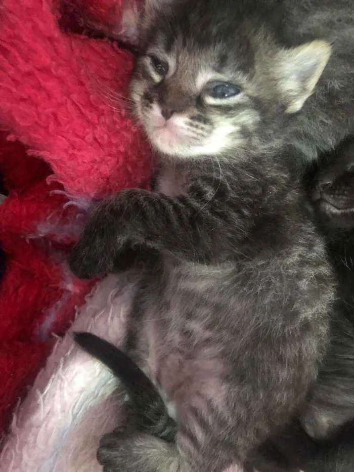 Gato raça SRD idade 2 a 6 meses nome MARIA