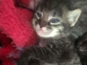 Gato raça SRD idade 2 a 6 meses nome MARIA