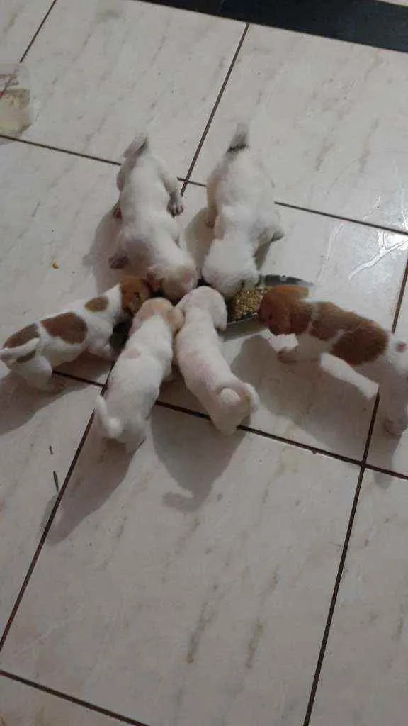 Cachorro ra a Sem raça idade Abaixo de 2 meses nome Sem nome