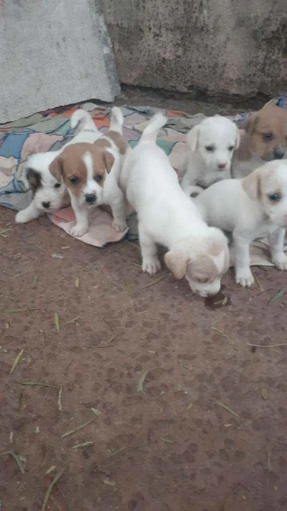 Cachorro ra a Sem raça idade Abaixo de 2 meses nome Sem nome
