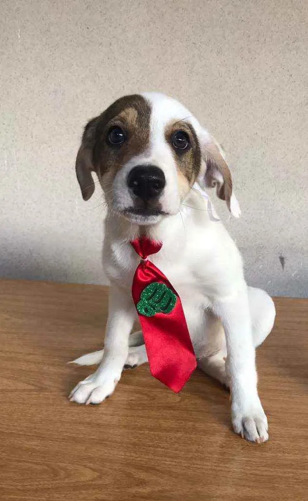 Cachorro raça Srd idade 2 a 6 meses nome Pirata