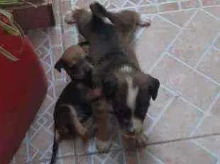 Cachorro raça Viralata idade Abaixo de 2 meses nome Sem nome