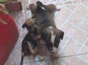 Cachorro raça Viralata idade Abaixo de 2 meses nome Sem nome