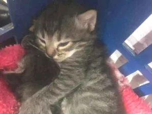 Gato raça SRD idade 2 a 6 meses nome João