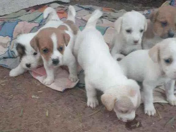 Cachorro ra a Sem raça idade Abaixo de 2 meses nome Sem nome