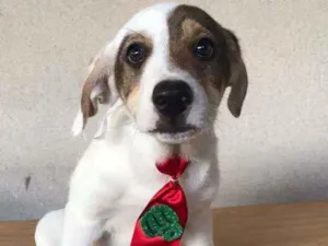 Cachorro raça Srd idade 2 a 6 meses nome Pirata