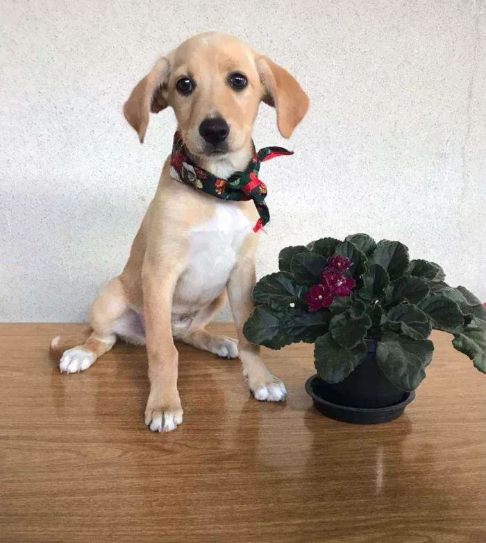 Cachorro raça SRD  idade 2 a 6 meses nome Mel