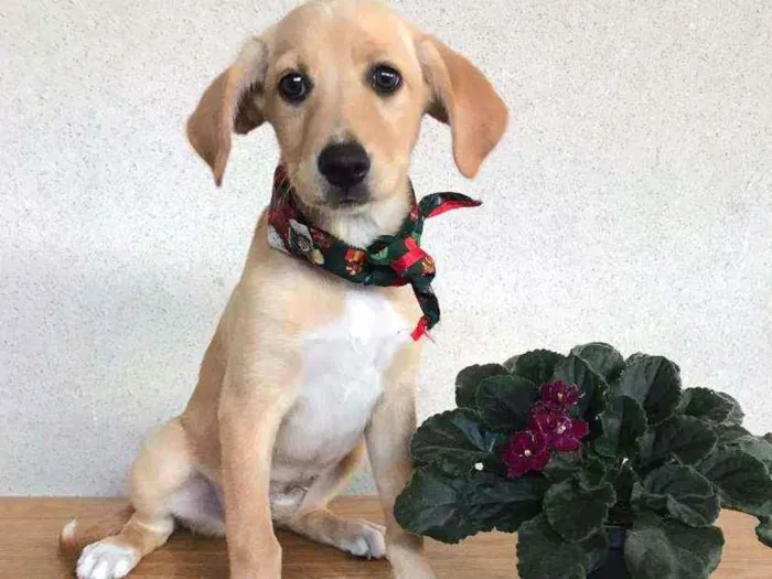Cachorro raça SRD  idade 2 a 6 meses nome Mel