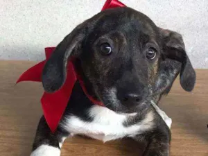 Cachorro raça SRD  idade 2 a 6 meses nome Mimi