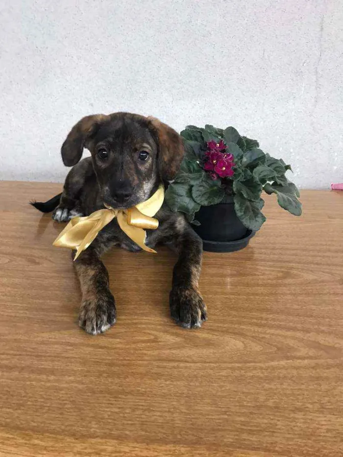 Cachorro raça SRD  idade 2 a 6 meses nome Nina